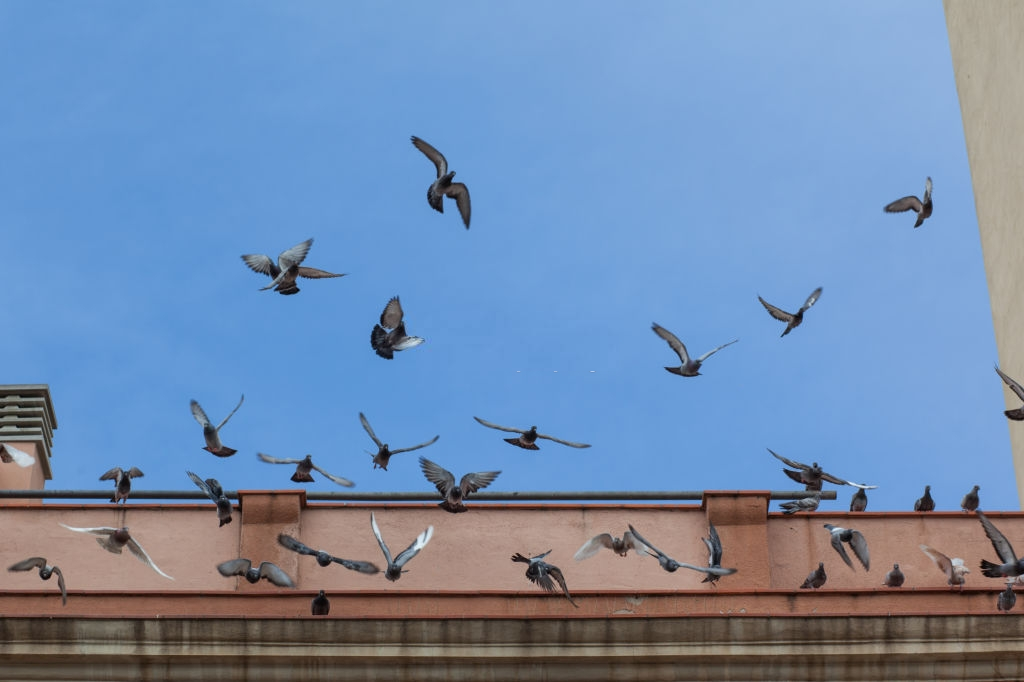 Pigeon Pest, Pest Control in Tolworth, Berrylands, KT5. Call Now 020 8166 9746