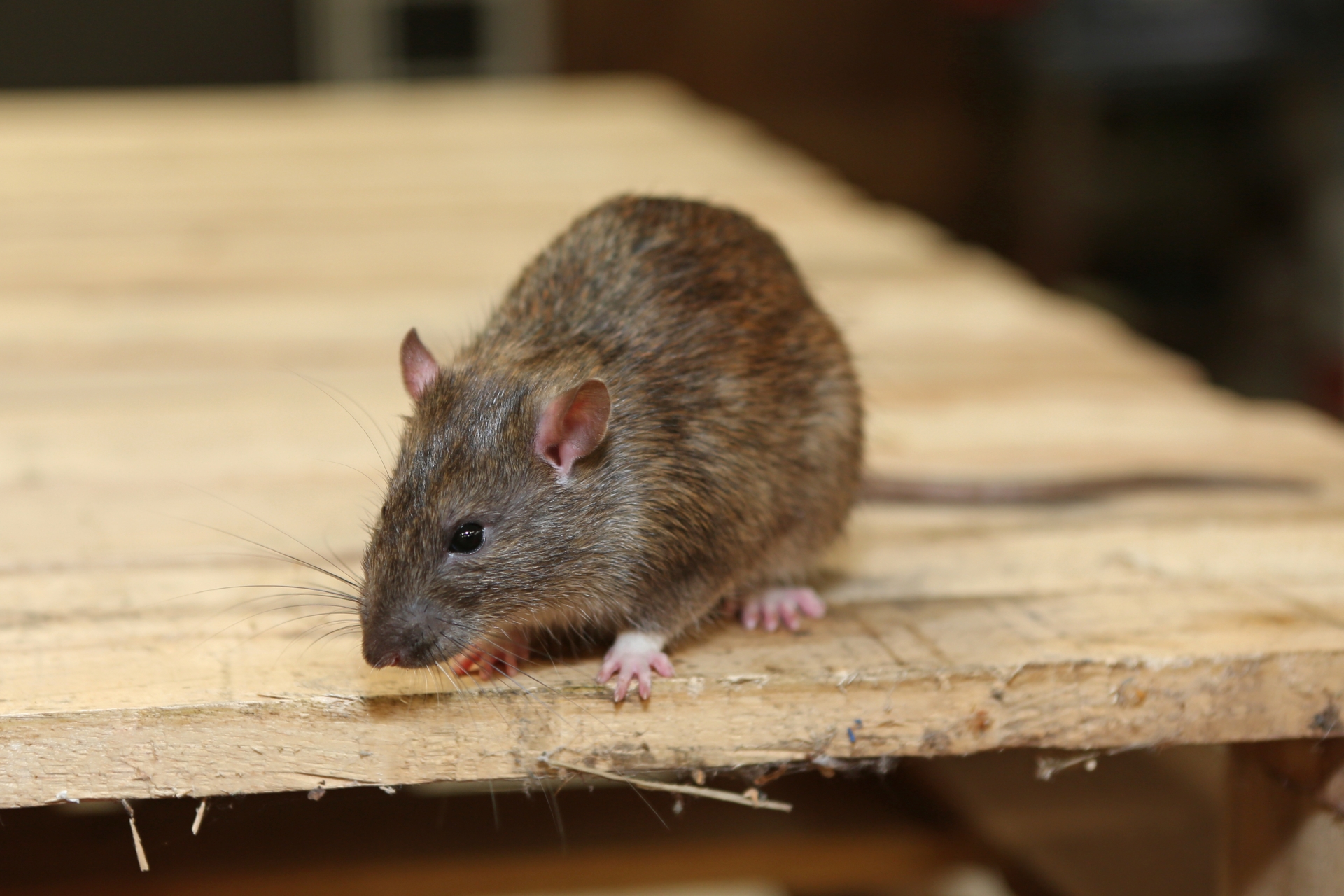 Rat Infestation, Pest Control in Tolworth, Berrylands, KT5. Call Now 020 8166 9746