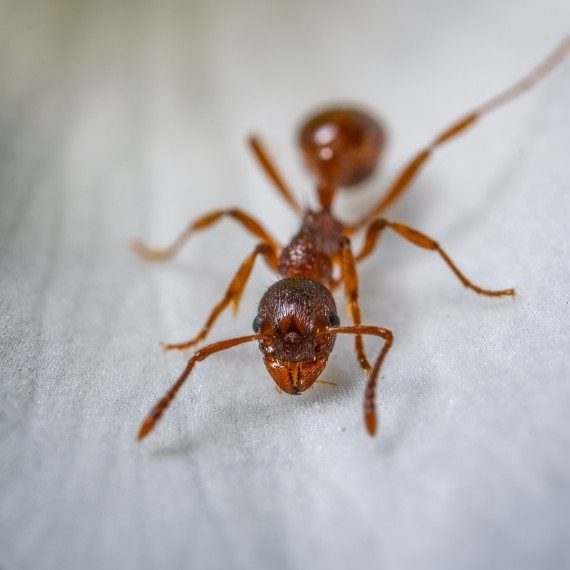 Field Ants, Pest Control in Tolworth, Berrylands, KT5. Call Now! 020 8166 9746