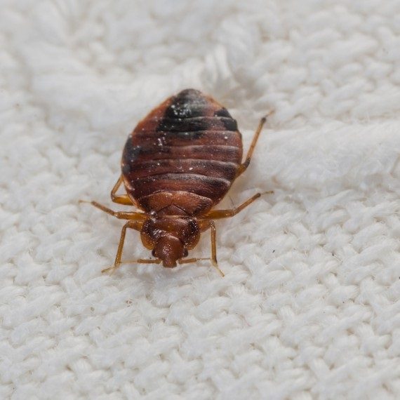 Bed Bugs, Pest Control in Tolworth, Berrylands, KT5. Call Now! 020 8166 9746