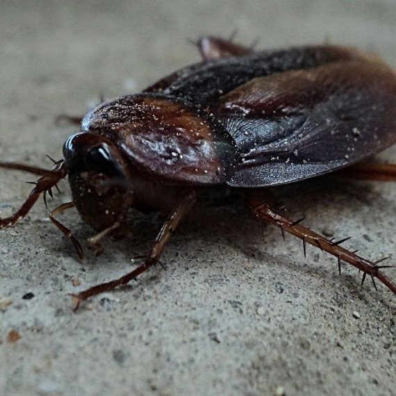 Cockroaches, Pest Control in Tolworth, Berrylands, KT5. Call Now! 020 8166 9746
