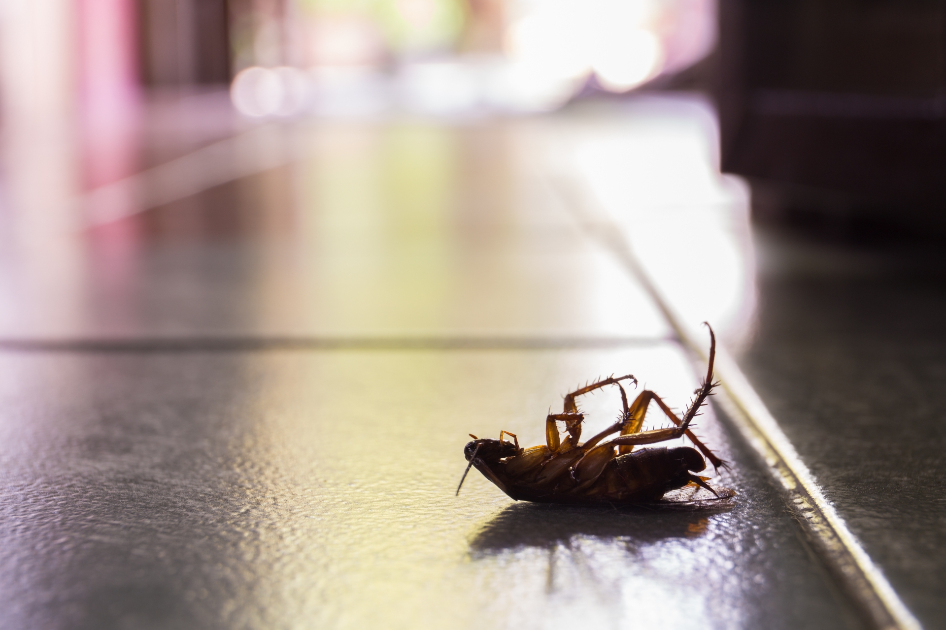 Cockroach Control, Pest Control in Tolworth, Berrylands, KT5. Call Now 020 8166 9746