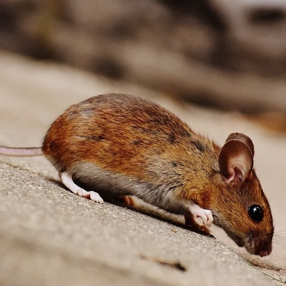 Mice, Pest Control in Tolworth, Berrylands, KT5. Call Now! 020 8166 9746