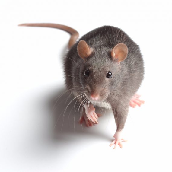 Rats, Pest Control in Tolworth, Berrylands, KT5. Call Now! 020 8166 9746