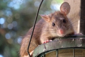 Rat Infestation, Pest Control in Tolworth, Berrylands, KT5. Call Now 020 8166 9746