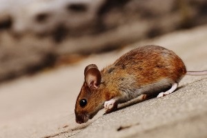 Mice Control, Pest Control in Tolworth, Berrylands, KT5. Call Now 020 8166 9746