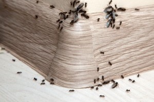 Ant Control, Pest Control in Tolworth, Berrylands, KT5. Call Now 020 8166 9746