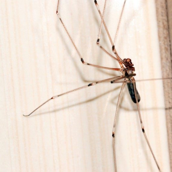 Spiders, Pest Control in Tolworth, Berrylands, KT5. Call Now! 020 8166 9746