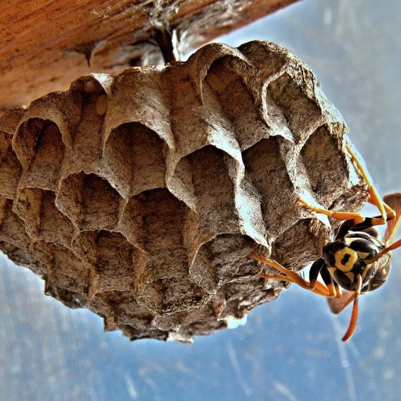 Wasps Nest, Pest Control in Tolworth, Berrylands, KT5. Call Now! 020 8166 9746